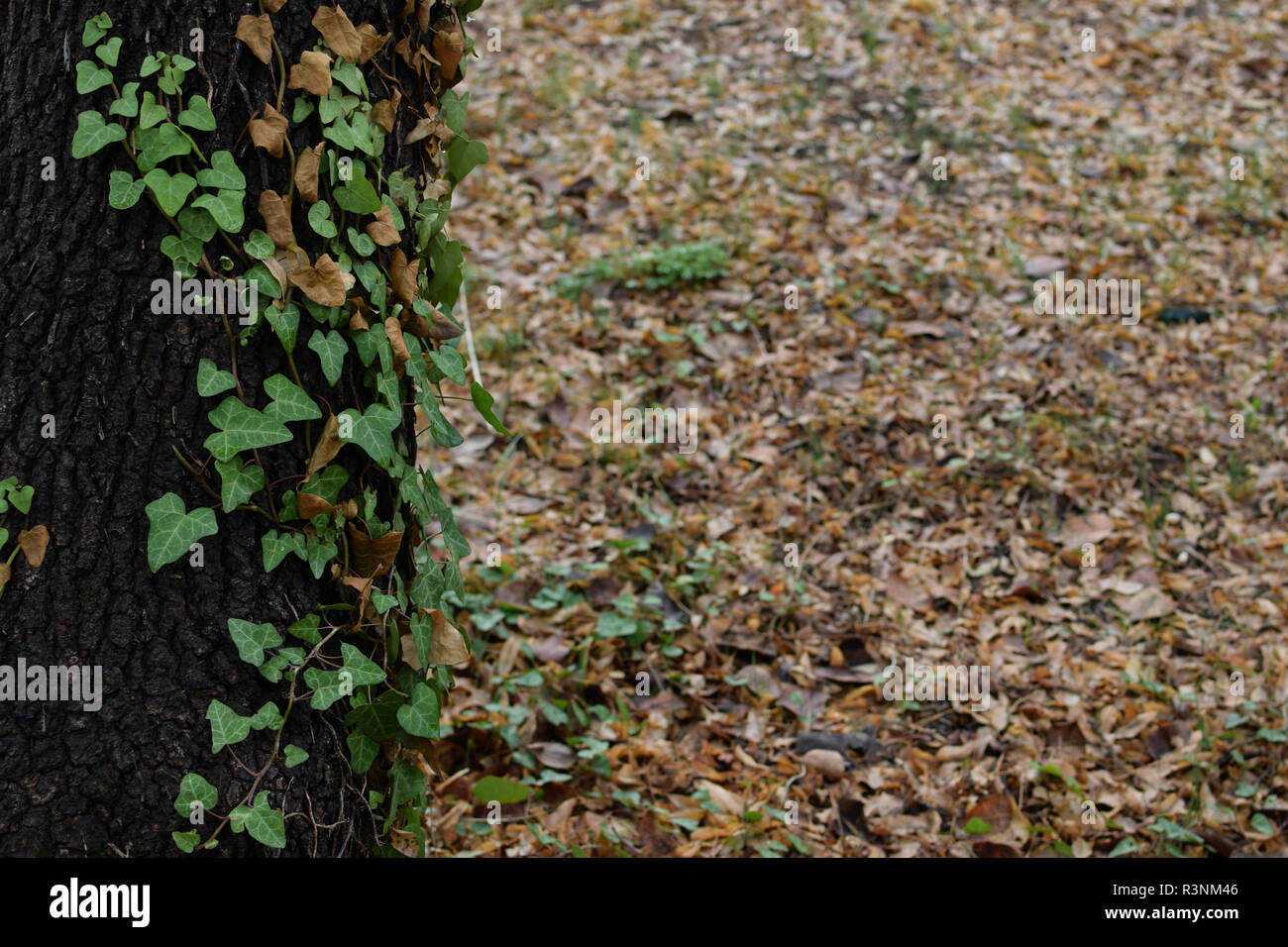 Scalatore verde della vigna sul tronco di albero e forest floor con caduto foglie marrone. La natura in autunno sfondo. Foto Stock