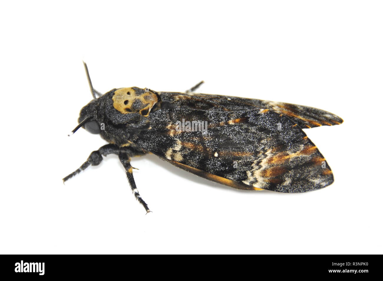 La morte del capo-Hawk moth, Acherontia atropo su sfondo bianco Foto Stock