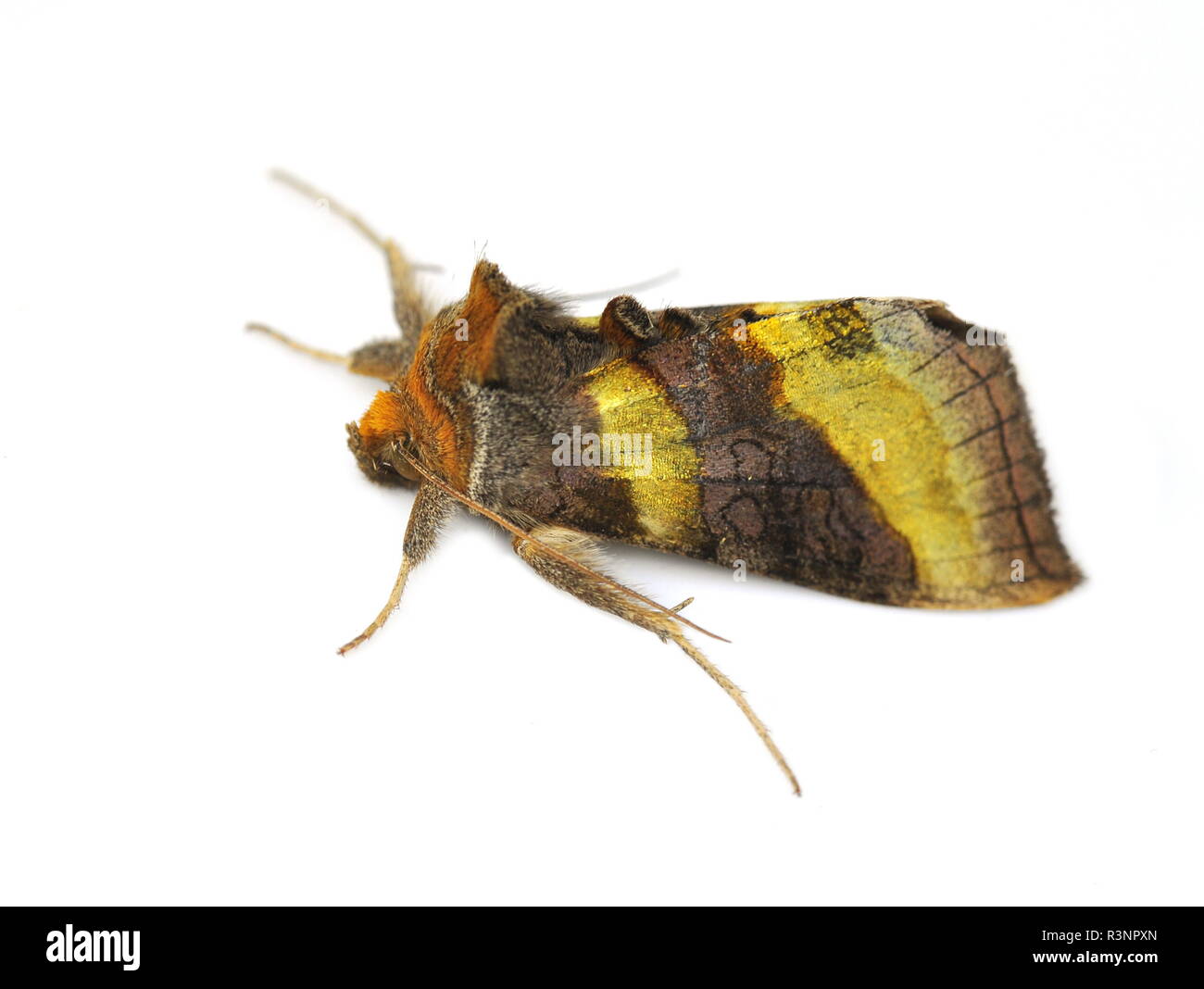 L'ottone brunito moth Diachrysia chrysitis isolati su sfondo bianco Foto Stock