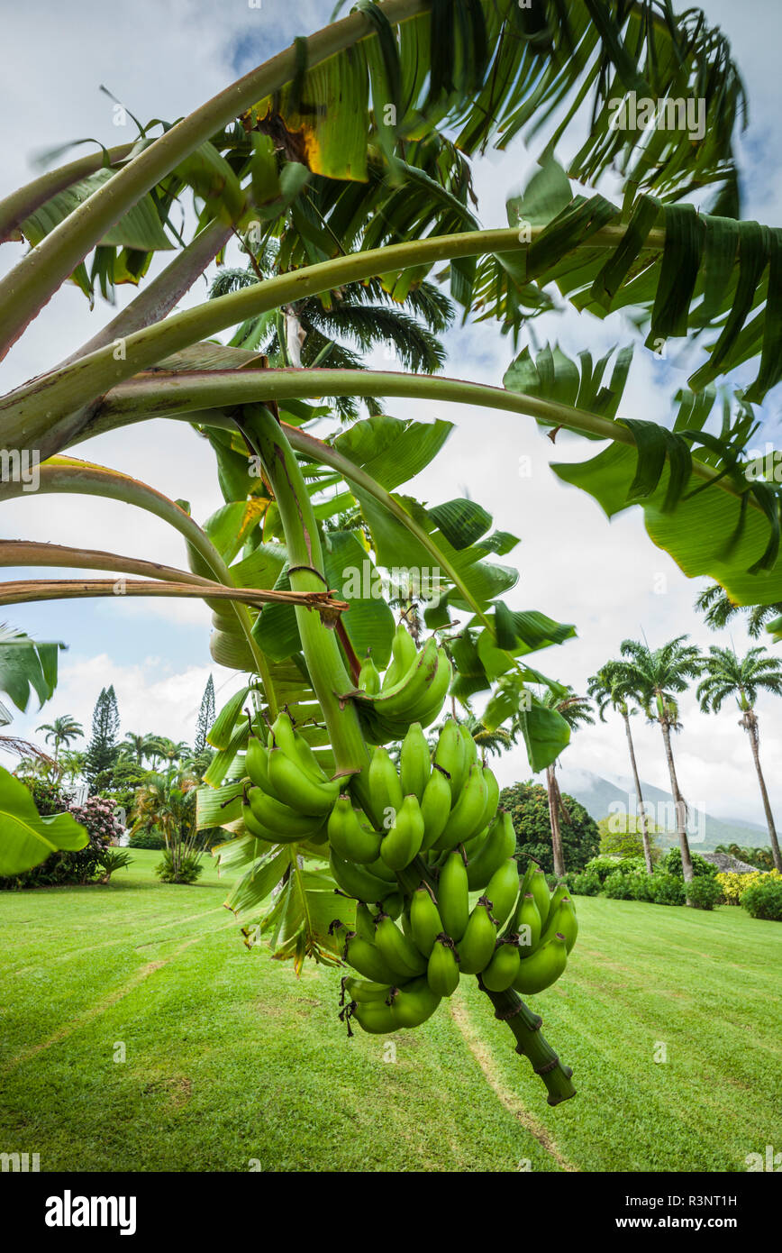 Saint Kitts e Nevis, Saint Kitts. Molineux, piante di banana Foto Stock