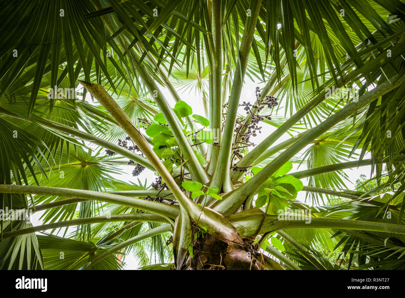 Saint Kitts e Nevis, Saint Kitts. Molineux, Palm tree Foto Stock