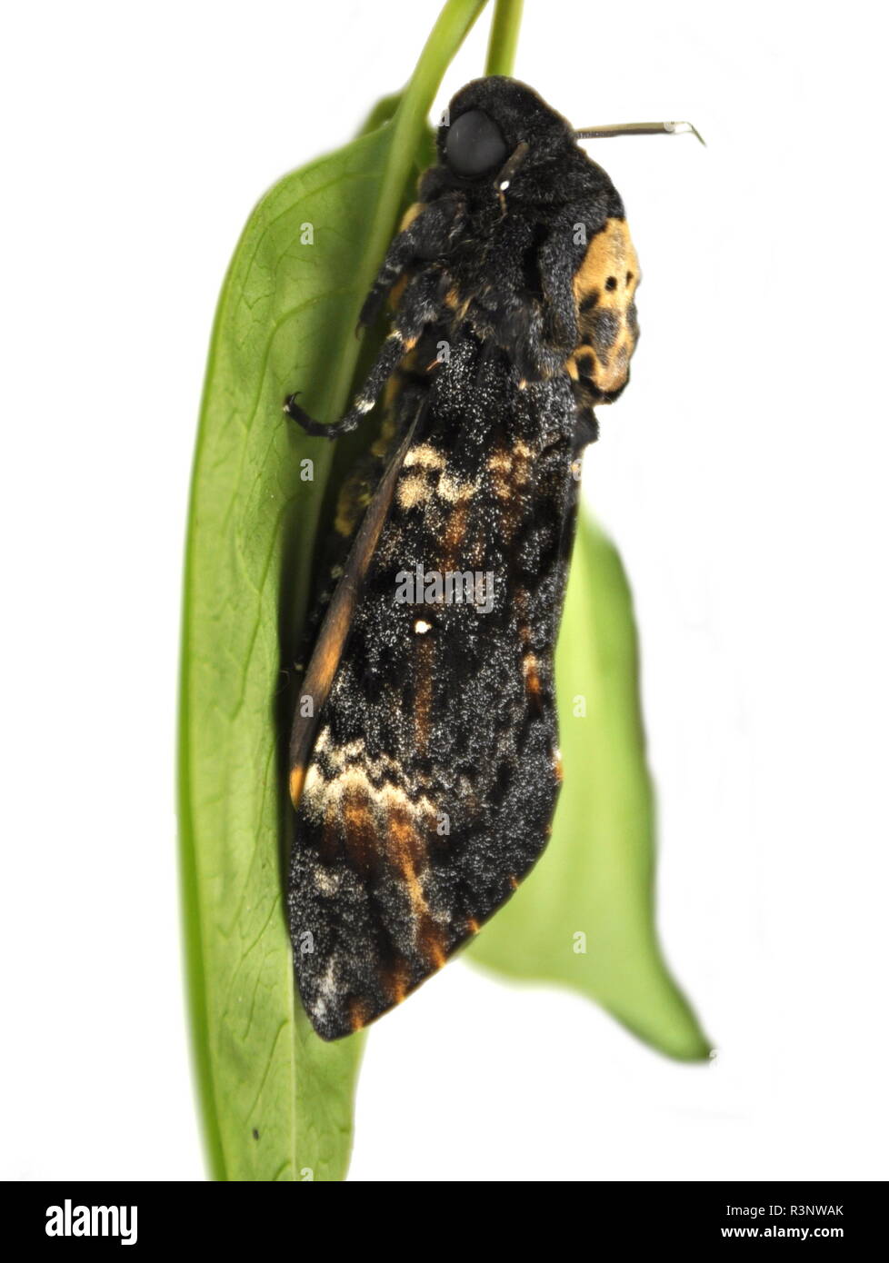 La morte del capo-Hawk moth, Acherontia atropo su sfondo bianco Foto Stock