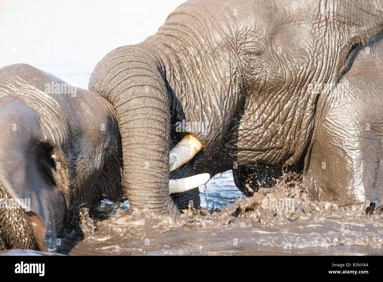 Due elefanti a suonare in un waterhole Foto Stock