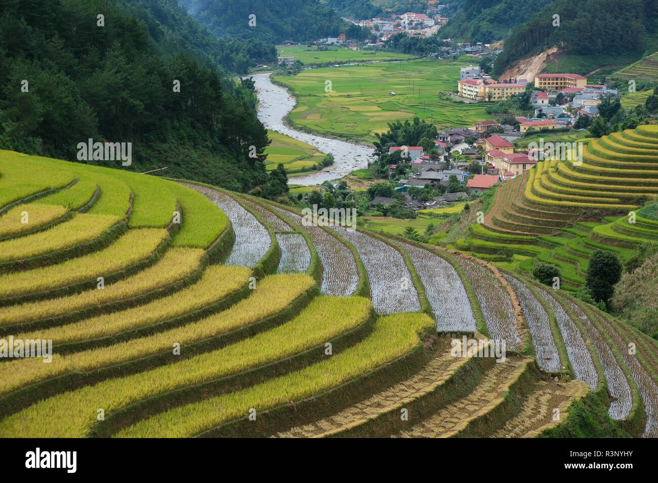 Vista aerea del Vietnam paesaggio. Giallo campo di riso nel villaggio di campagna in Vietnam. Royalty libero di alta qualità immagine foto riprese di riso giallo f Foto Stock