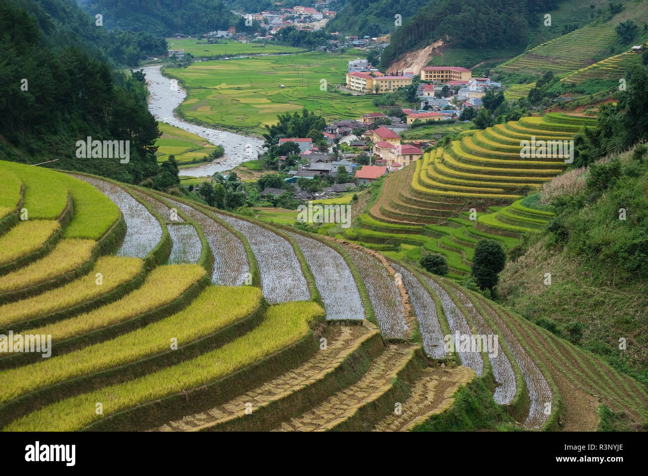 Vista aerea del Vietnam paesaggi. Giallo campo di riso nel villaggio di Ha Giang, Vietnam. Royalty libero di alta qualità immagine stock foto di giallo campo di riso Foto Stock