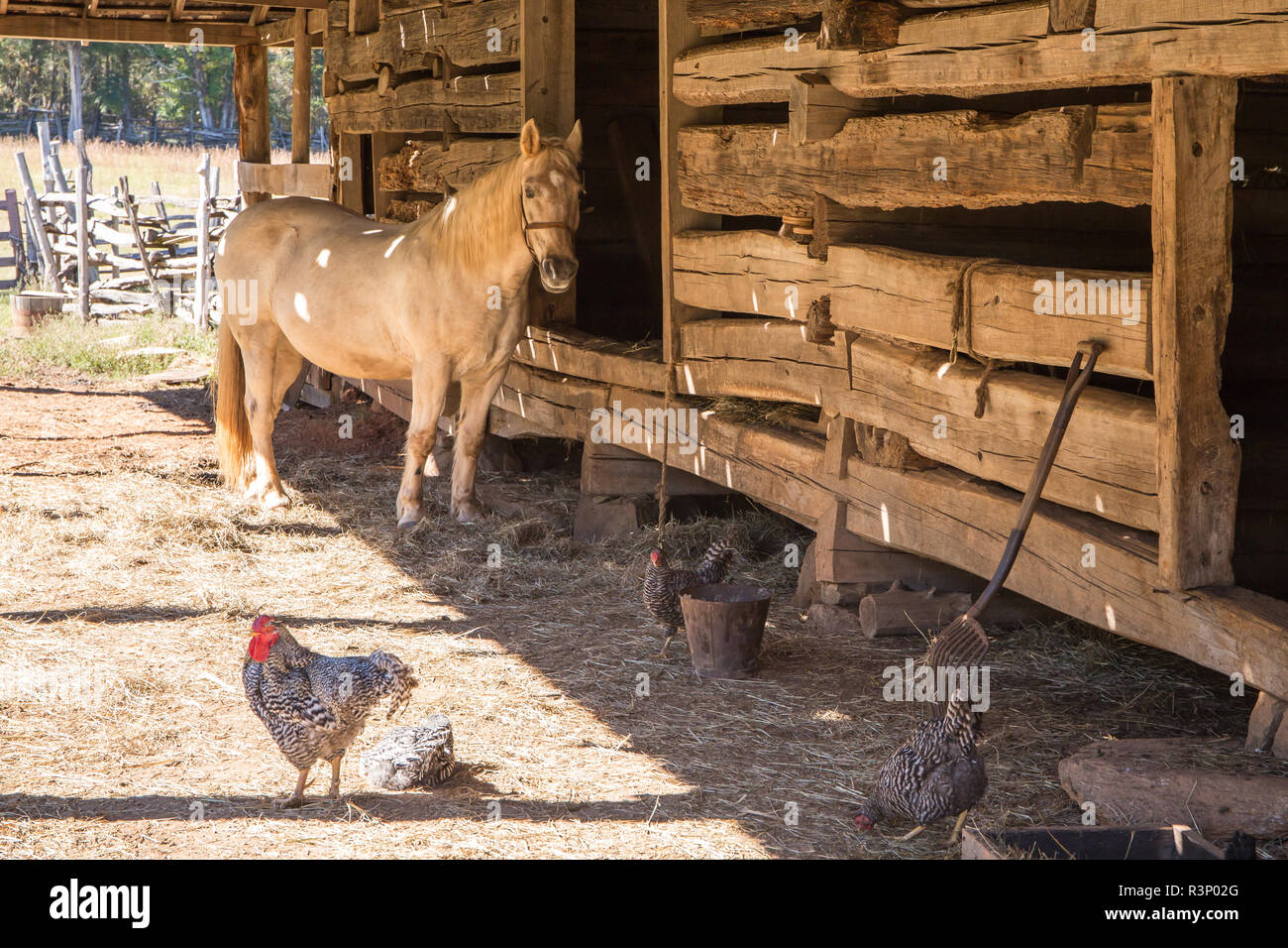 Un rustico di aia di scena con un capannone, cavallo, polli e split-cancellata. Foto Stock