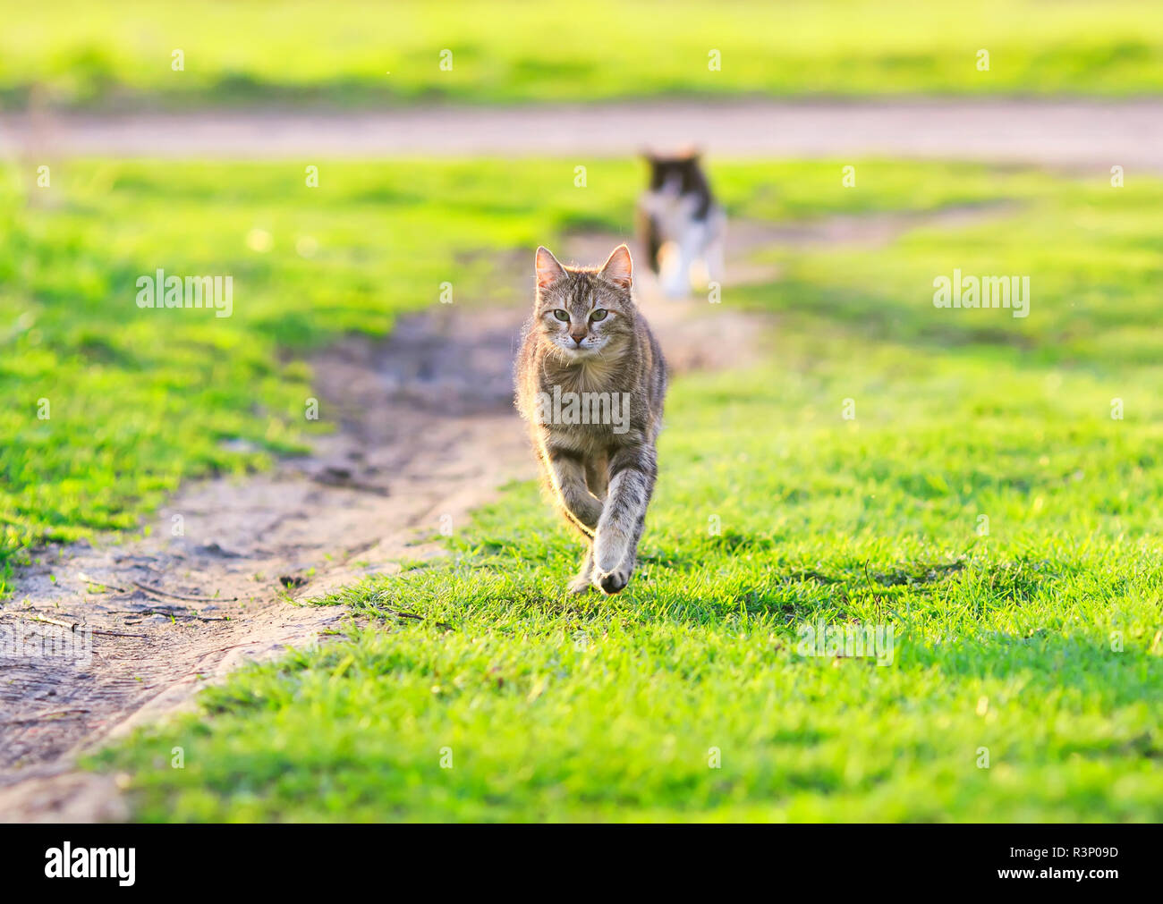 Giovane e bella cat rapidamente in esecuzione attraverso la molla verde prato attraversato le sue gambe Foto Stock