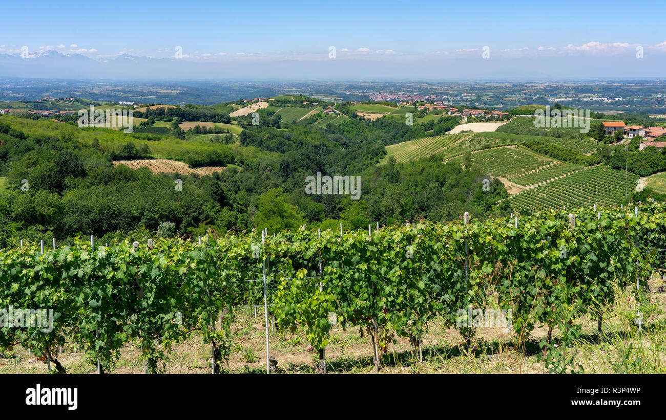 Vigneti delle Langhe nei pressi di Dogliani, Cuneo, Piemonte, Italia, in  estate Foto stock - Alamy