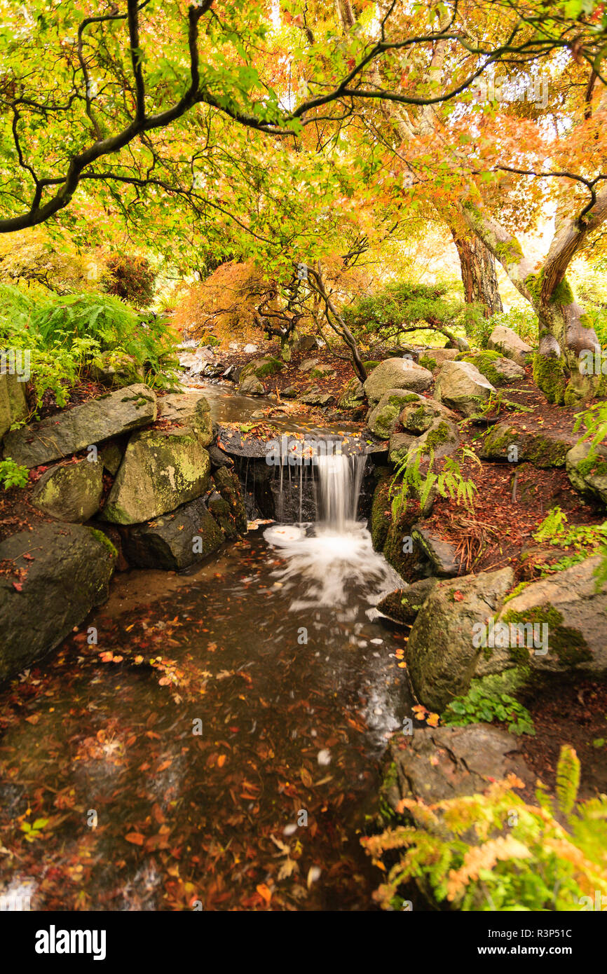 Creek giapponese nei pressi di alberi di acero, Beacon Hill Park, Victoria, British Columbia capitale della BC, British Columbia, Canada Foto Stock