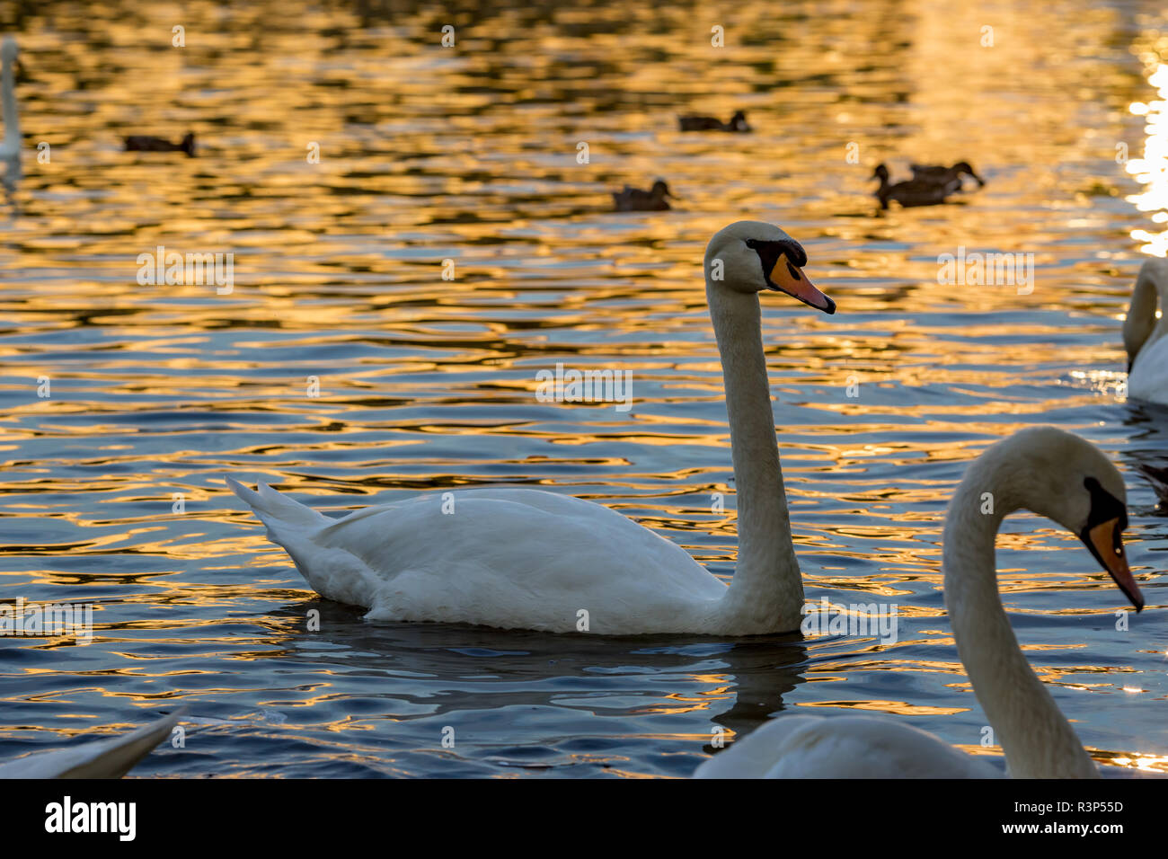 Ritratto di una splendida piscina di cigno tra gli altri uccelli nelle acque del fiume Moldava a Praga Repubblica Ceca, durante l'ora d'Oro Foto Stock