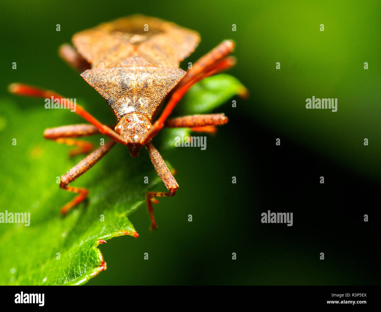 Dock bug (Coreus marginatus) Foto Stock