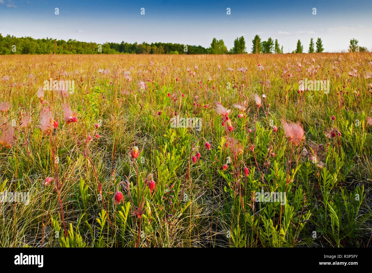 Canada, Manitoba, Uccelli Collina Parco Provinciale. Prairie fumo e avens in campo. Foto Stock