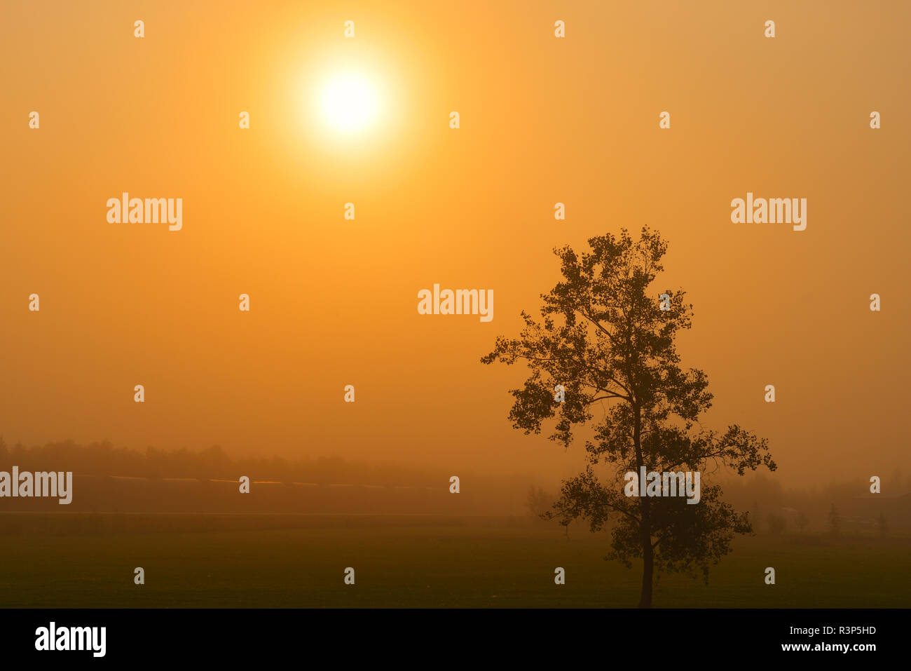 Canada, Manitoba, Warren. Albero nella nebbia mattutina. Foto Stock