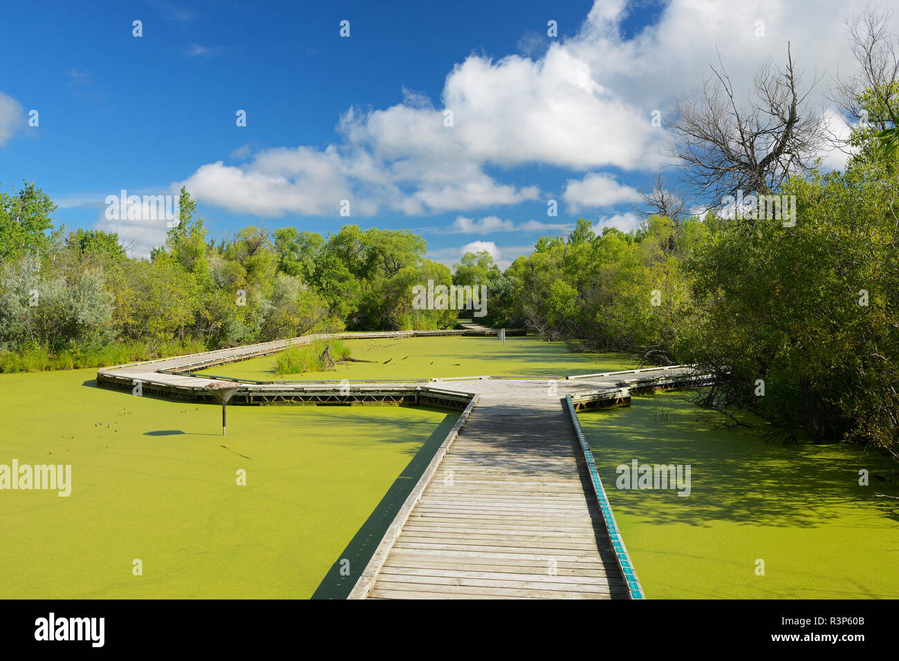 Canada, Manitoba, Winnipeg. Il Boardwalk sul laghetto. Foto Stock