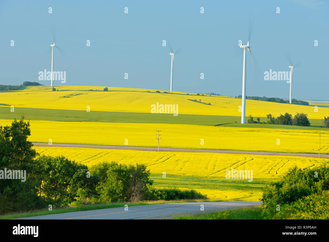 Canada, Manitoba, Saint Leon. La Canola di colture e di turbine eoliche. Foto Stock