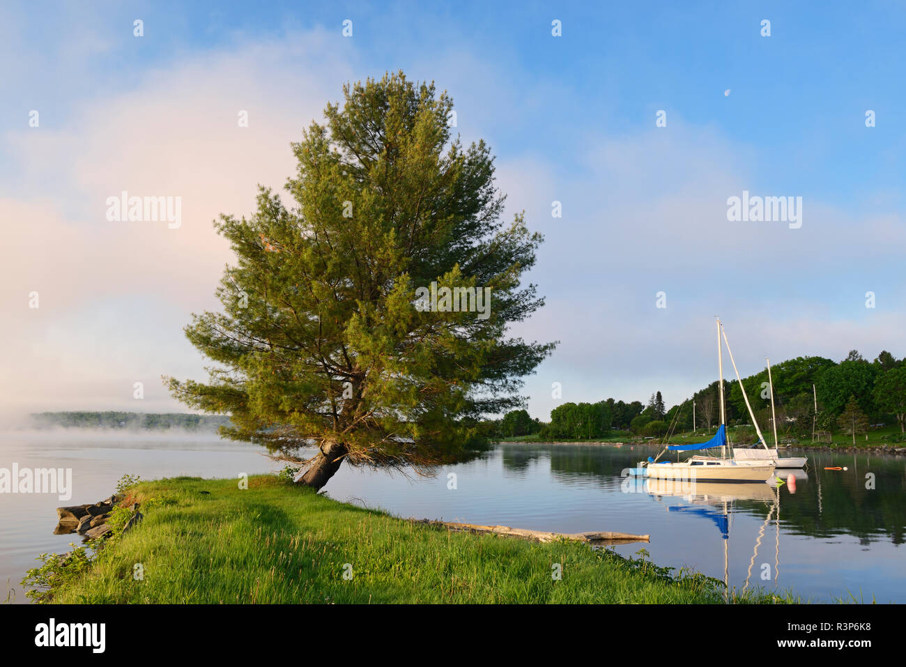 Canada, New Brunswick, Mactaquac. Barca e pino bianco. Foto Stock