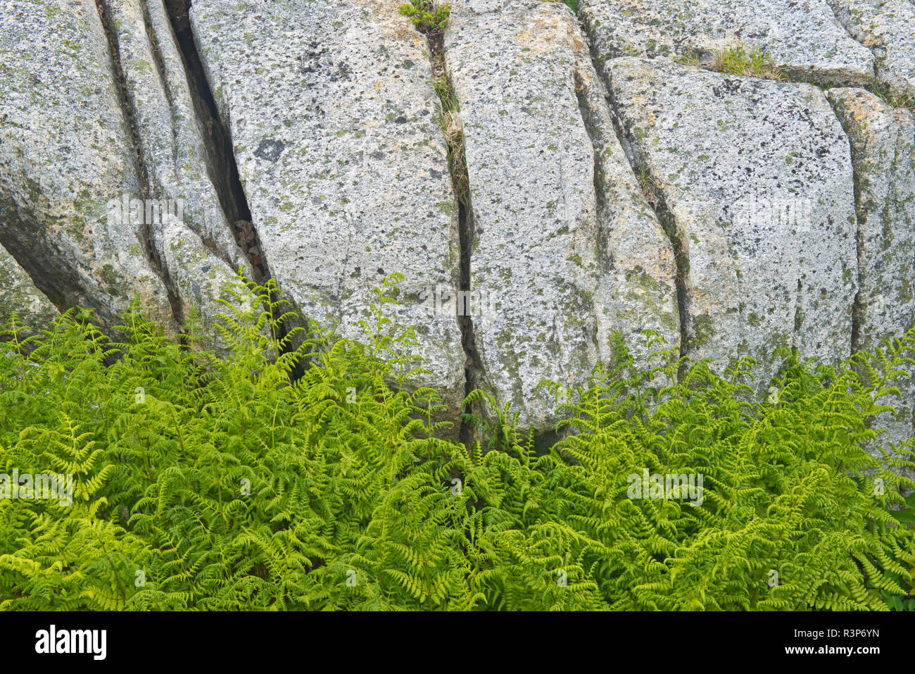 Canada, Terranova, Rose Blanche. Felci e rock close-up. Foto Stock