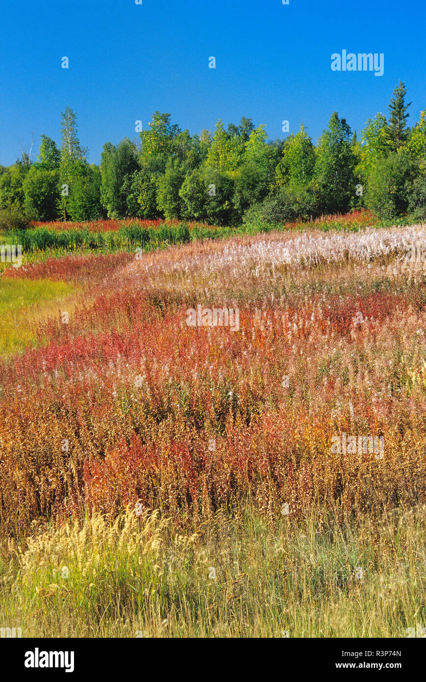 Canada, Northwest Territories. Fireweed e alberi. Foto Stock