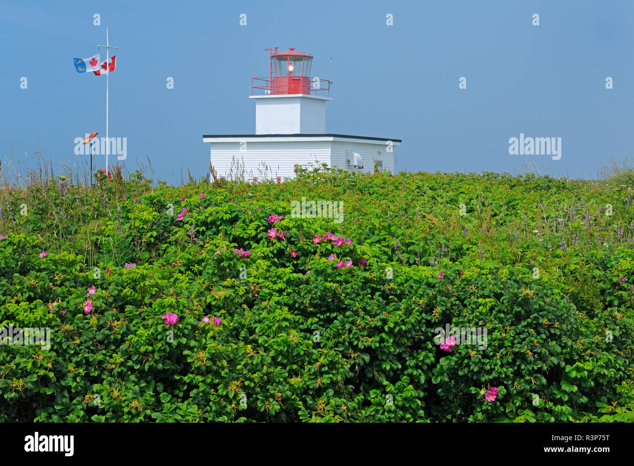 Canada, Nova Scotia, Brier Island. Grand Passage Faro e cespugli di rose. Foto Stock