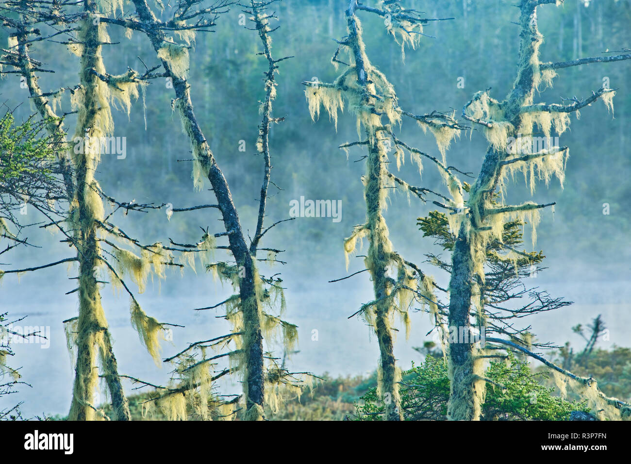 Canada, Nova Scotia, West Quoddy. I licheni sugli alberi nella nebbia. Foto Stock
