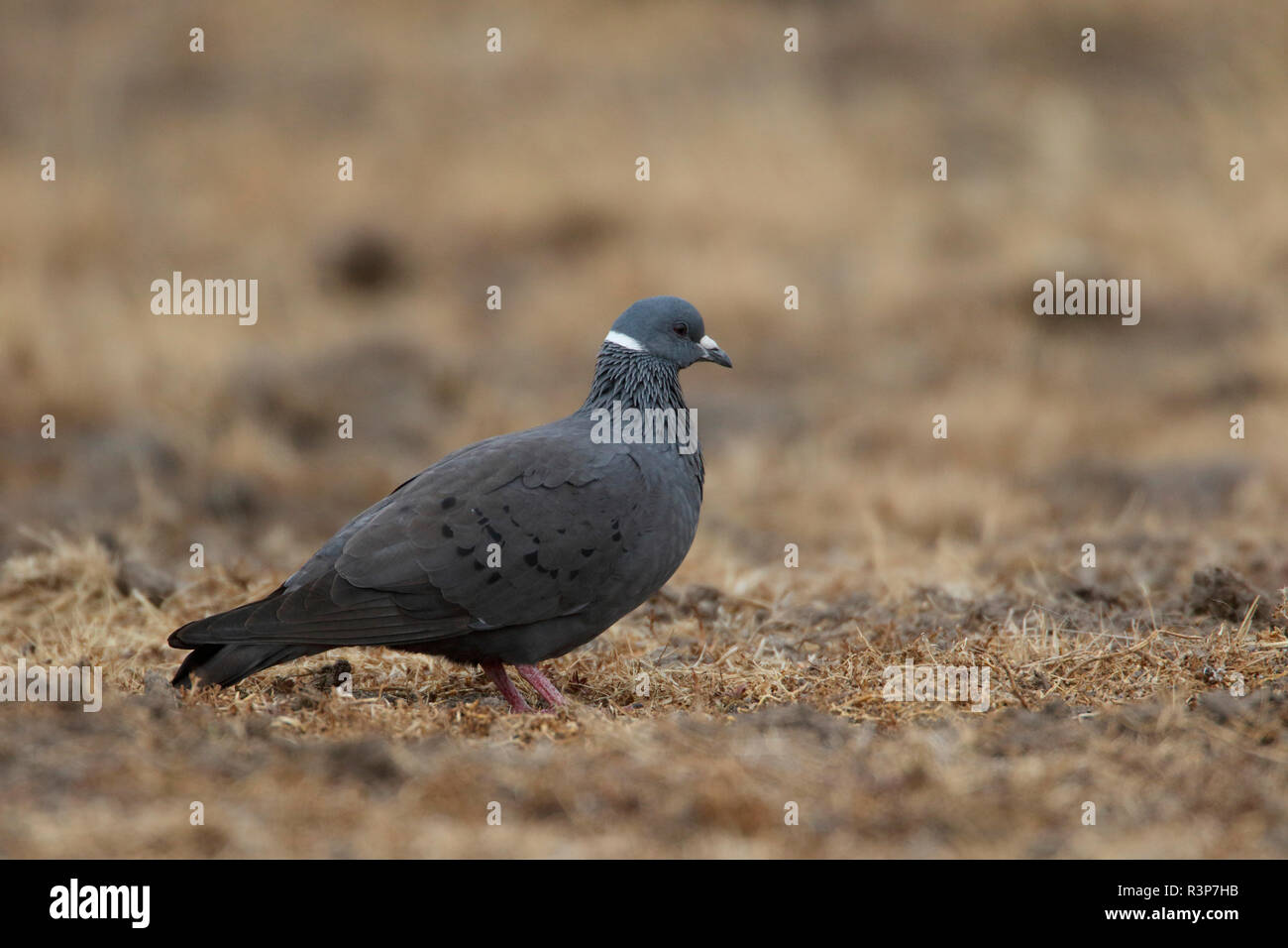 Piccione dal colletto bianco immagini e fotografie stock ad alta  risoluzione - Alamy