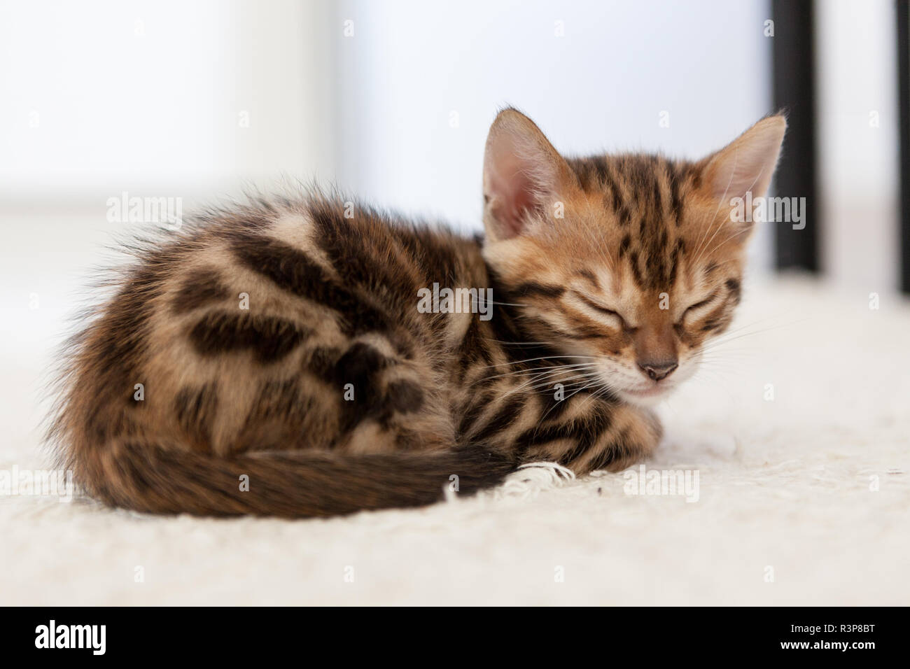 Simpatico gatto bengal gattino a casa Foto Stock