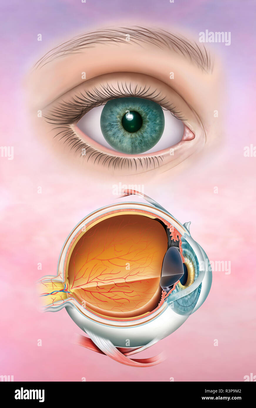 Illustrazione composta dell'occhio umano in una versione realistica e poi l'anatomia dell'occhio con la sua struttura e gli strati che lo compongono. Foto Stock