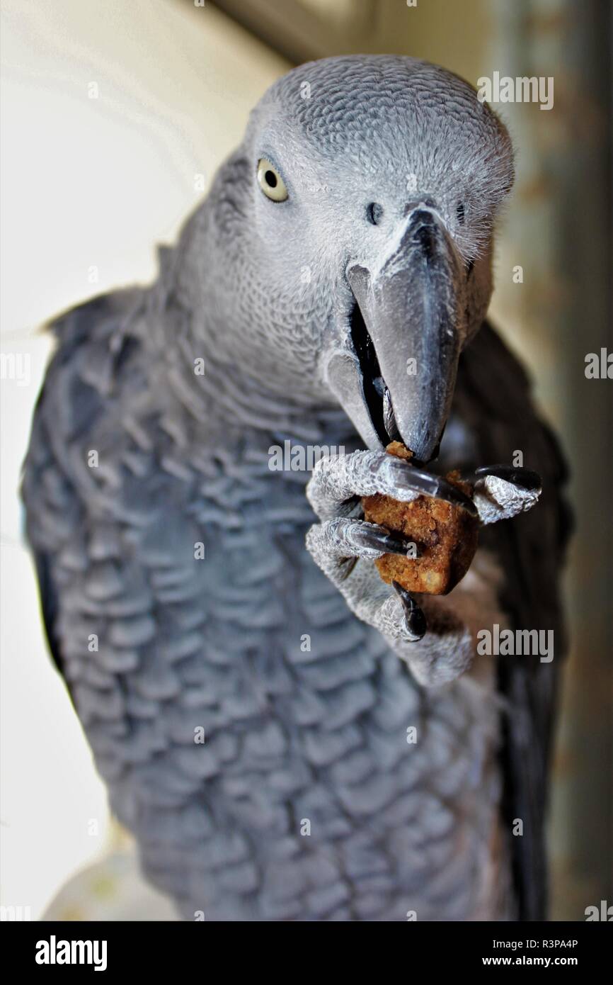 Un domestico, maschio, pappagallo grigio africano. Foto Stock