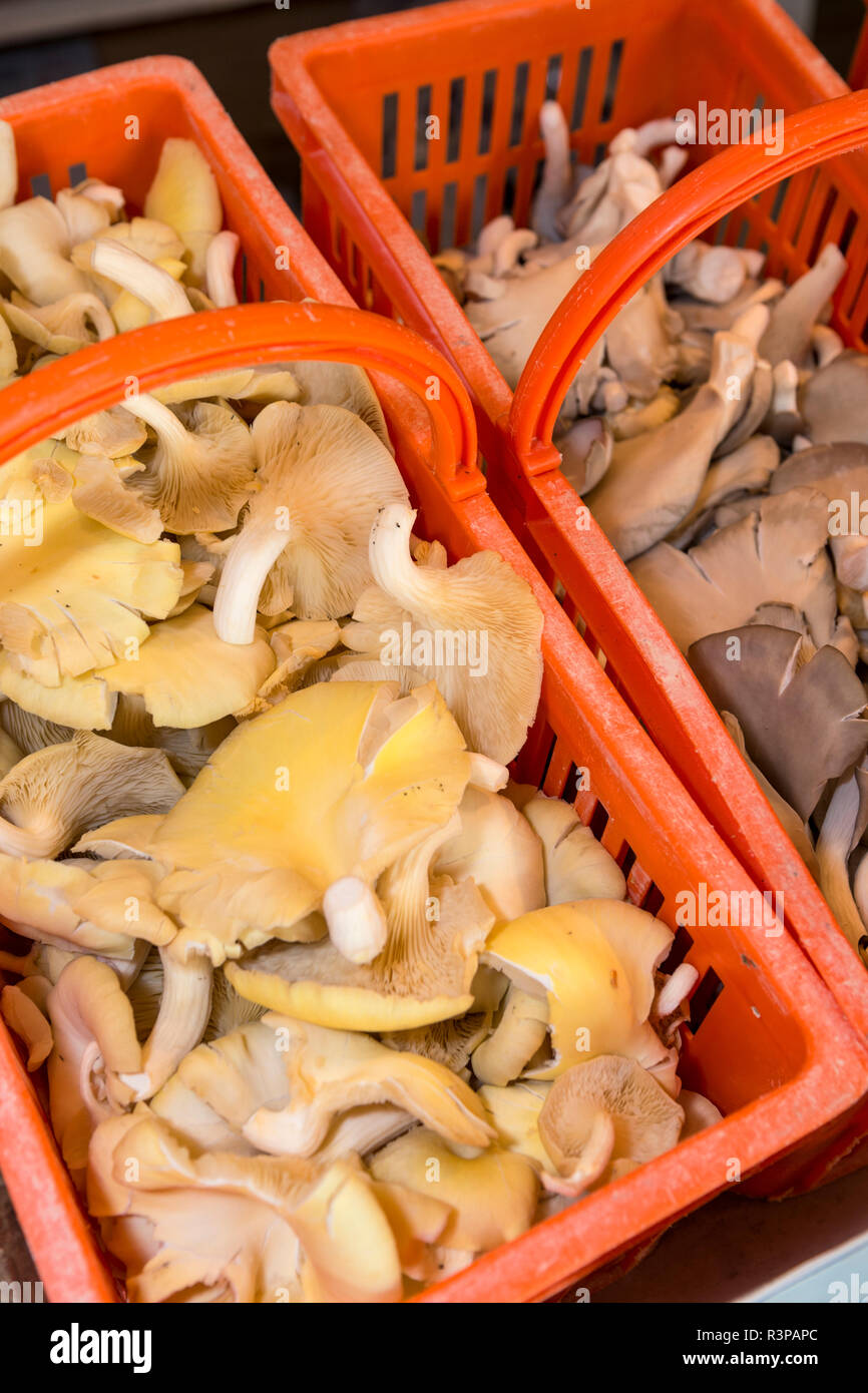 Funghi, Museo dei funghi, Saumur, Valle della Loira, in Francia, in Europa Foto Stock
