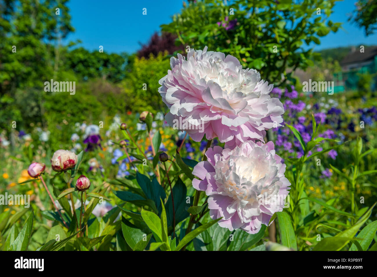Monet, giardino di Giverny, Normandia, Francia Foto Stock