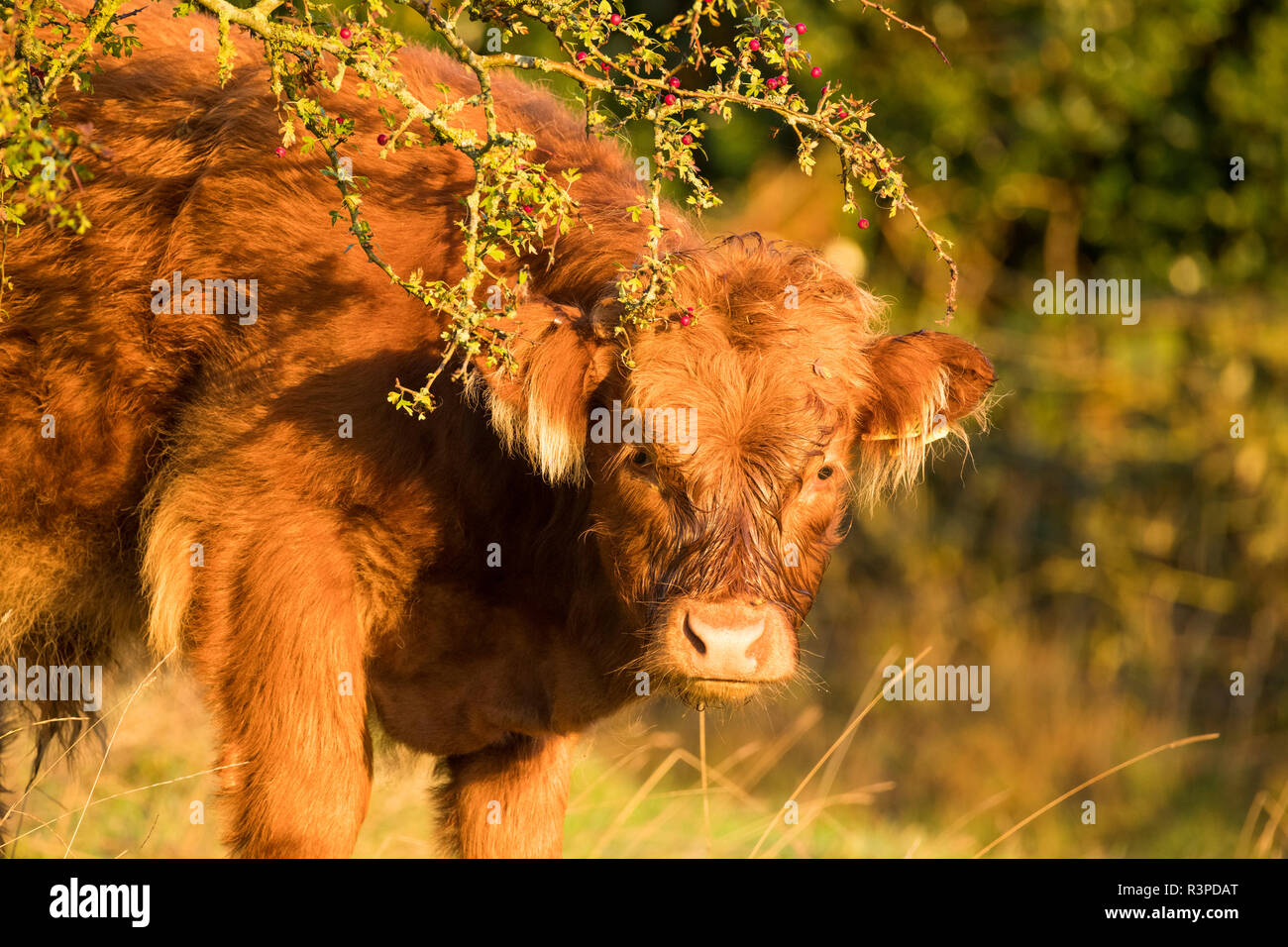 Il pascolo di bestiame al Hollies nella Riserva Naturale del sud Shropshire. Foto Stock