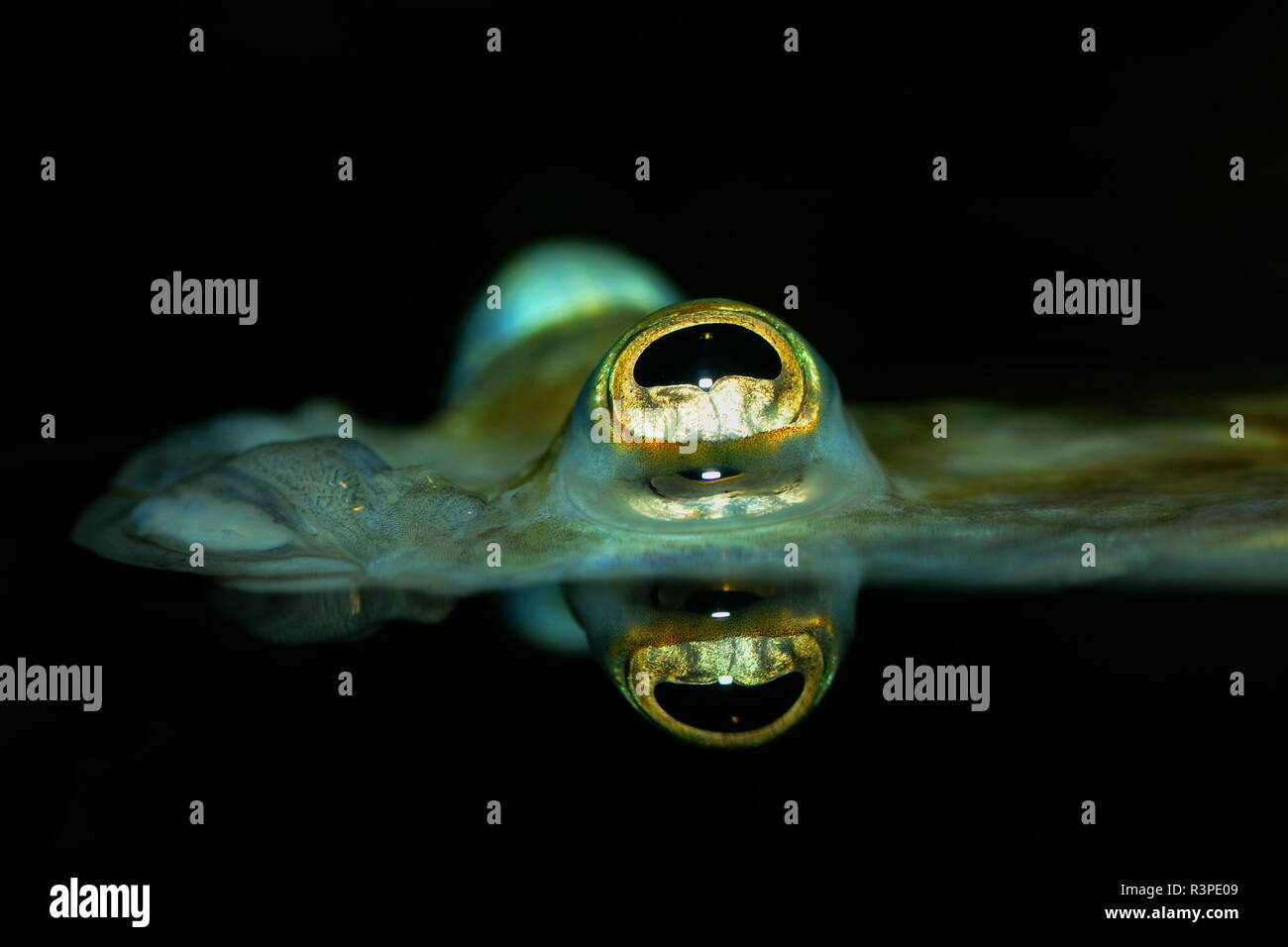 Vierauge nel suo elemento Foto Stock