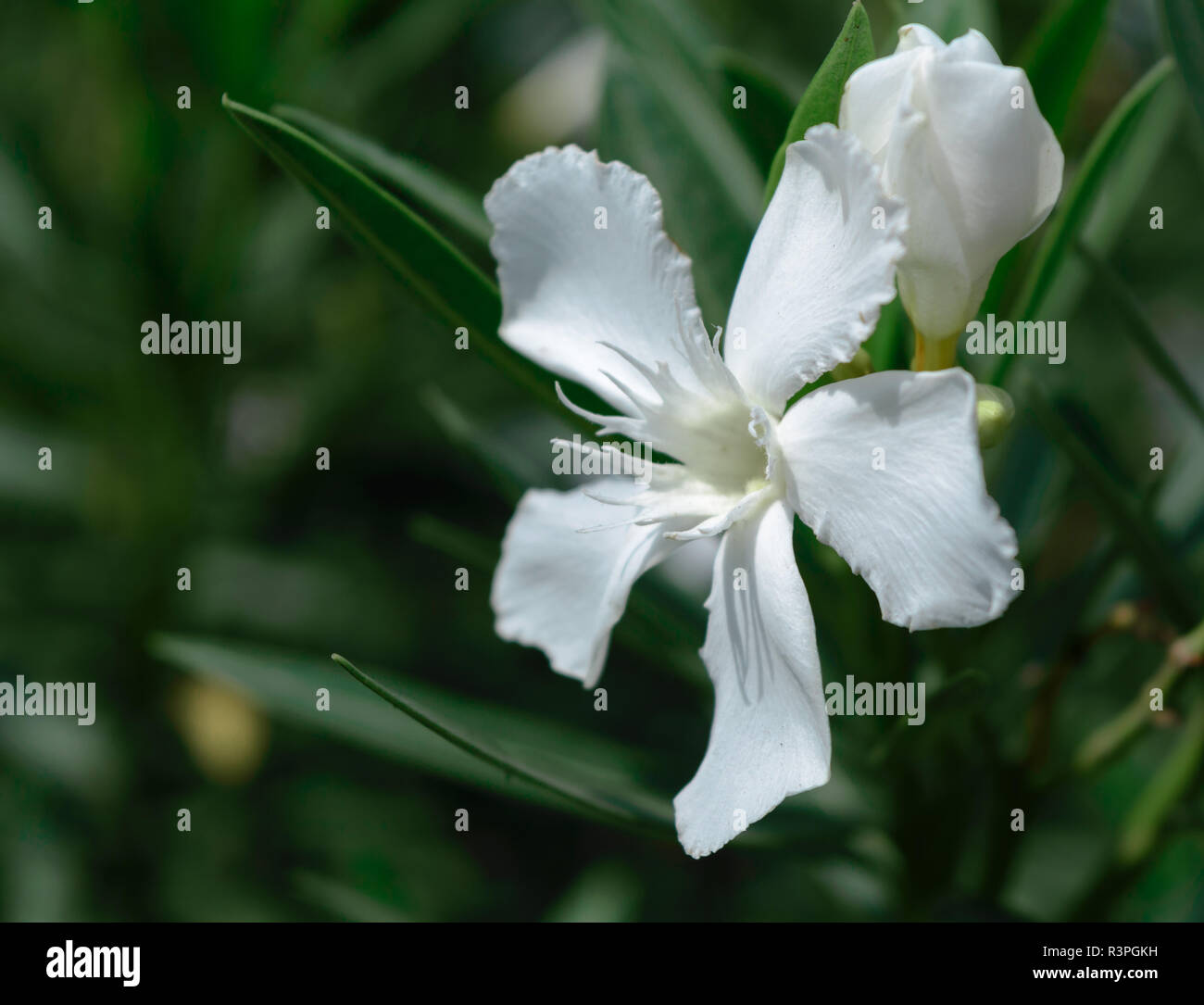 Fiore delicato di fiori bianchi Foto Stock