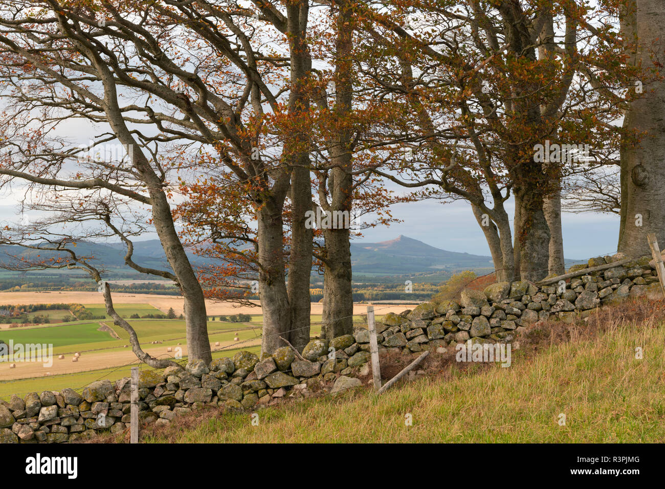 Una vista verso Bennachie su un nuvoloso pomeriggio d'autunno. Foto Stock Una vista verso Bennachie su un nuvoloso pomeriggio d'autunno. Foto Stock