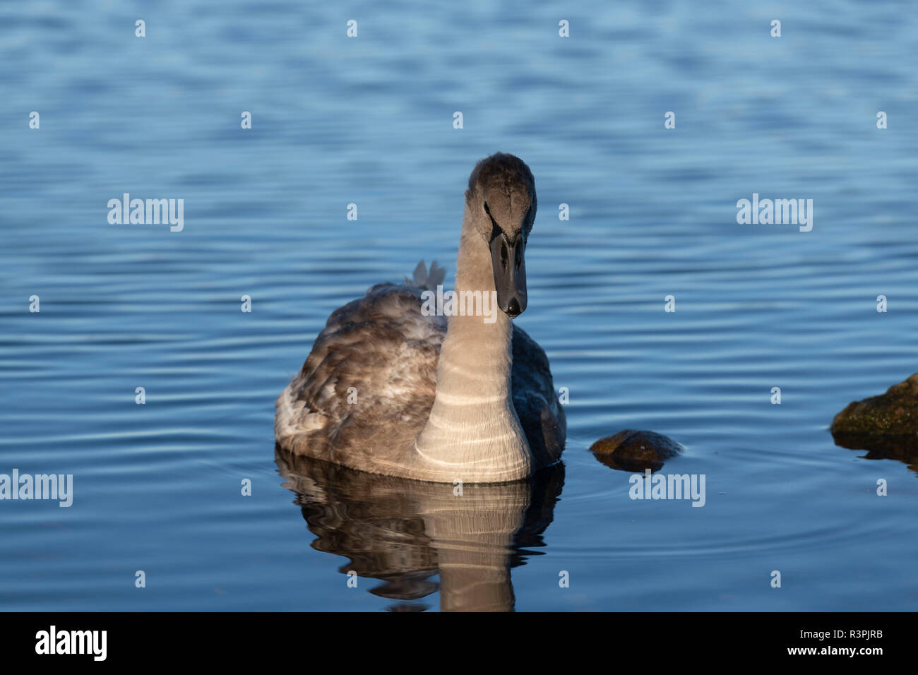 Un Cygnet avanzamento sul Loch di Skene, Aberdeenshire Foto Stock