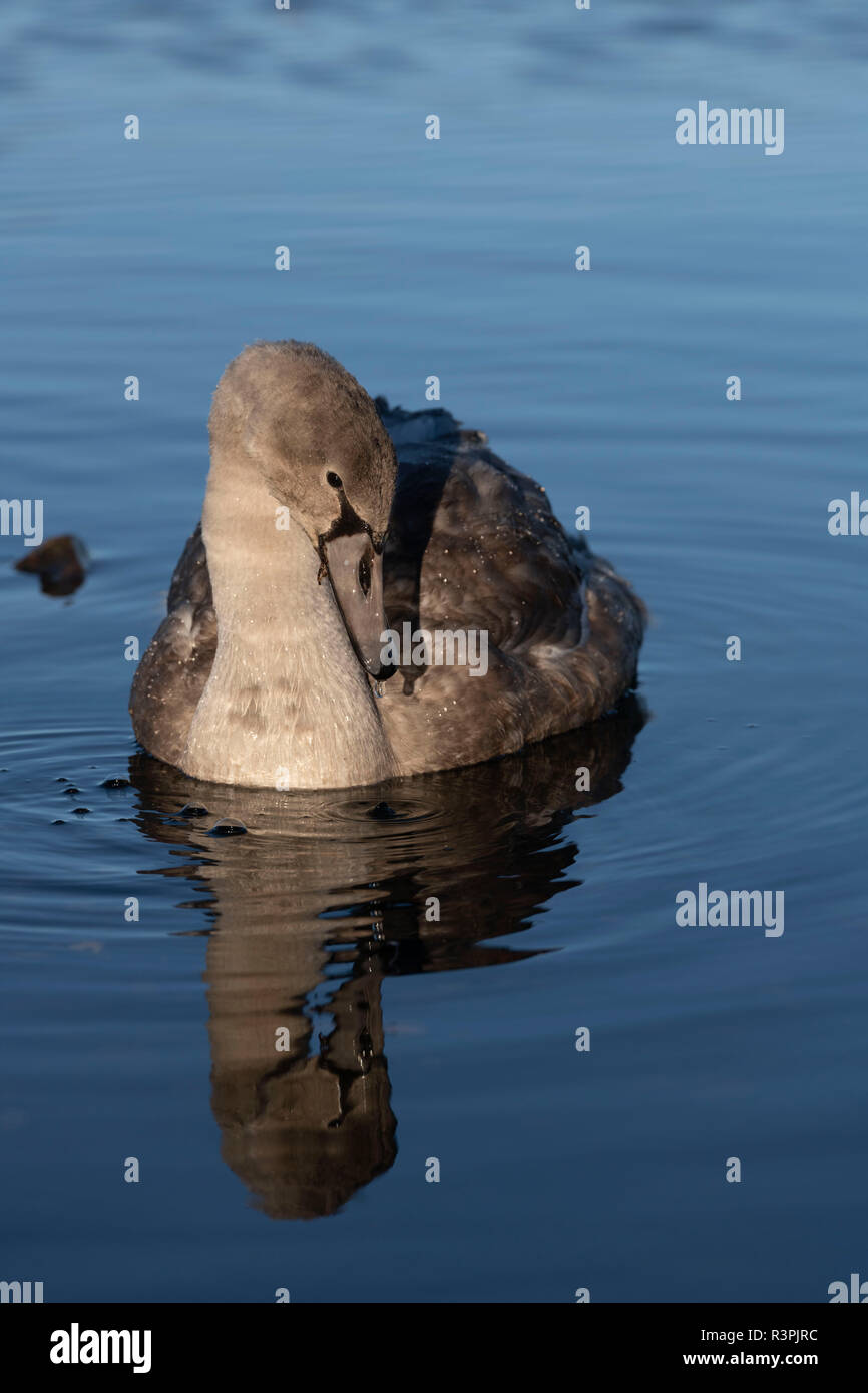 Un Cygnet avanzamento sul Loch di Skene, Aberdeenshire Foto Stock