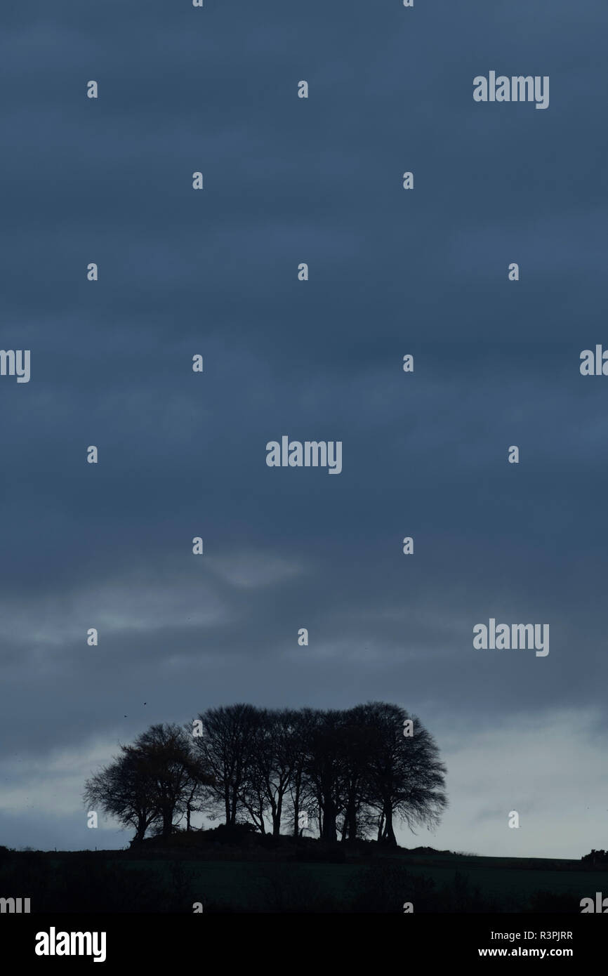 Un gruppo di alberi stagliano contro un cielo nuvoloso allo spuntar del giorno Foto Stock