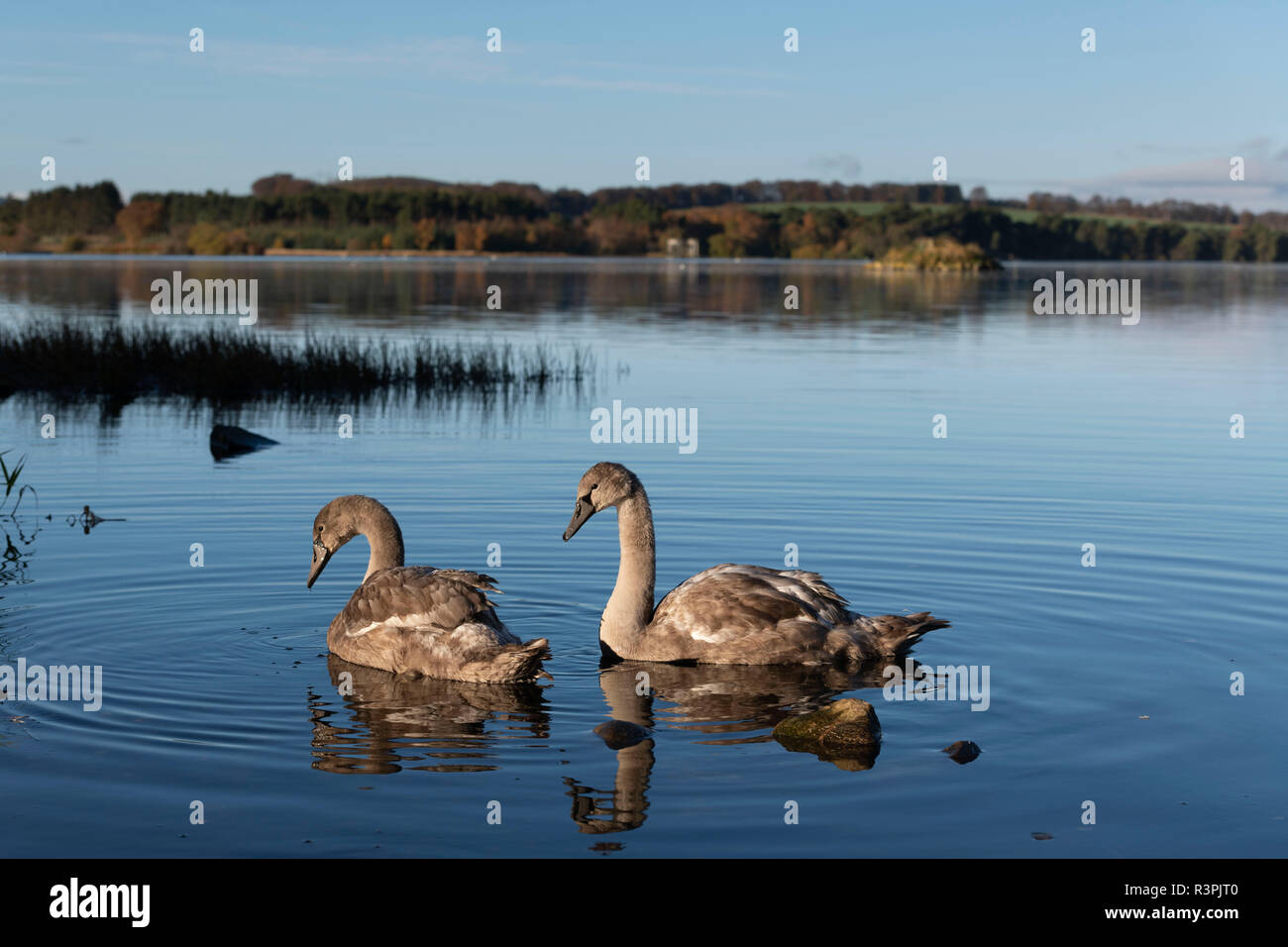 Cygnets avanzamento sul Loch di Skene, Aberdeenshire. Foto Stock