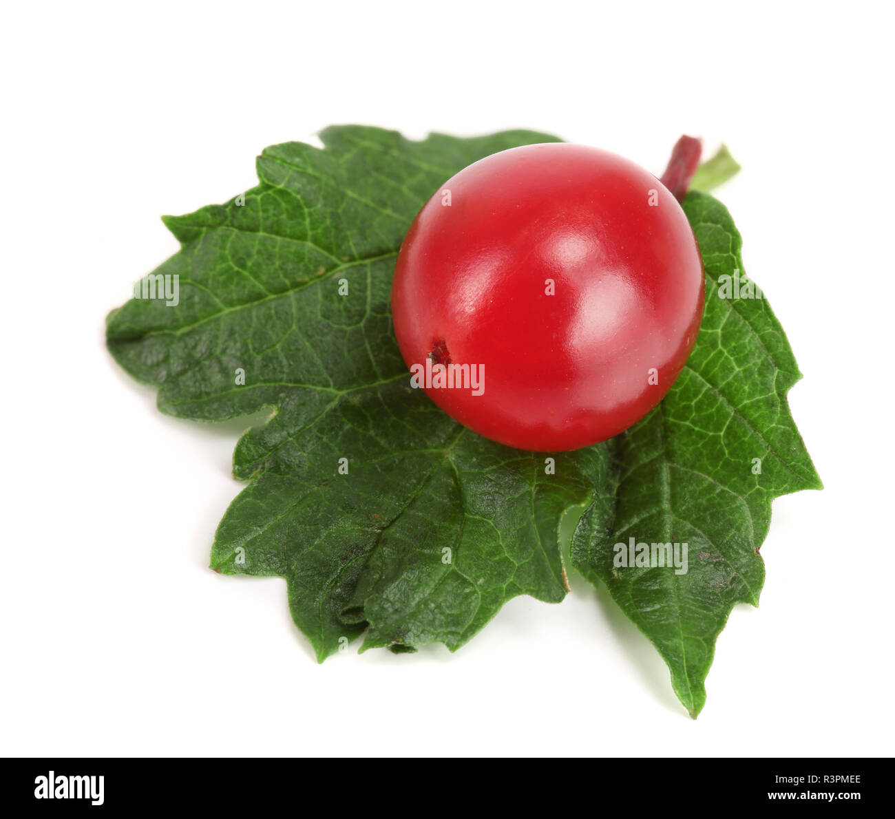 Viburnum berry con foglie isolati su sfondo bianco Foto Stock