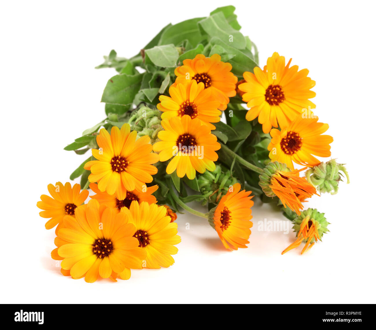 Calendula officinalis. Tagete con foglie isolati su sfondo bianco Foto Stock