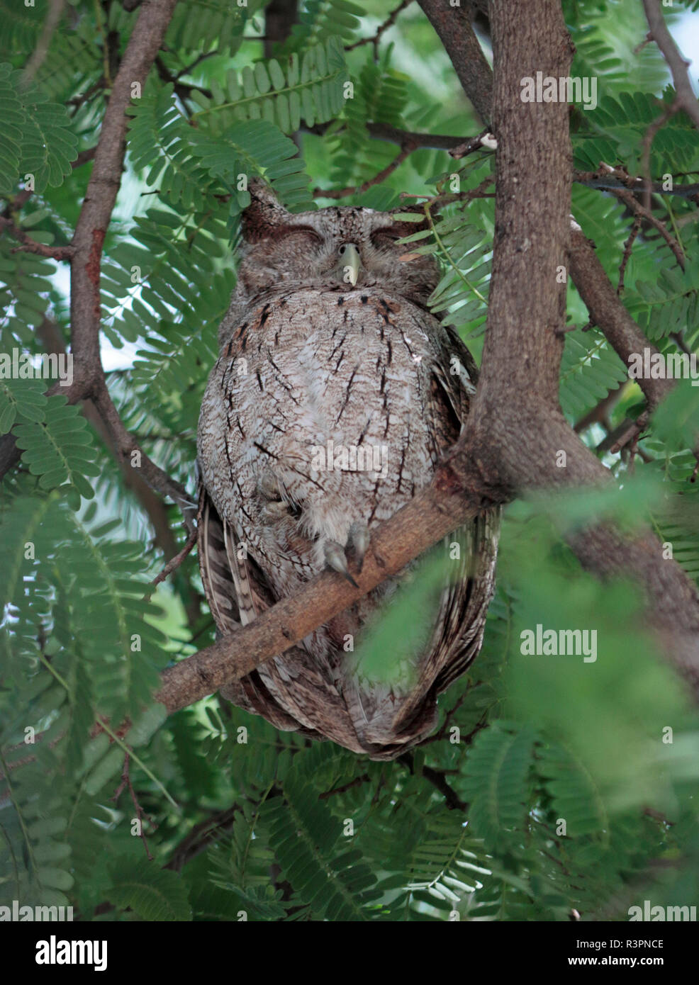 Pacific Civetta - Grigio Civetta - Megascops cooperi - uno di una coppia di piccoli gufi di grigio che vivono in una struttura sulla spiaggia di Matapalo Foto Stock