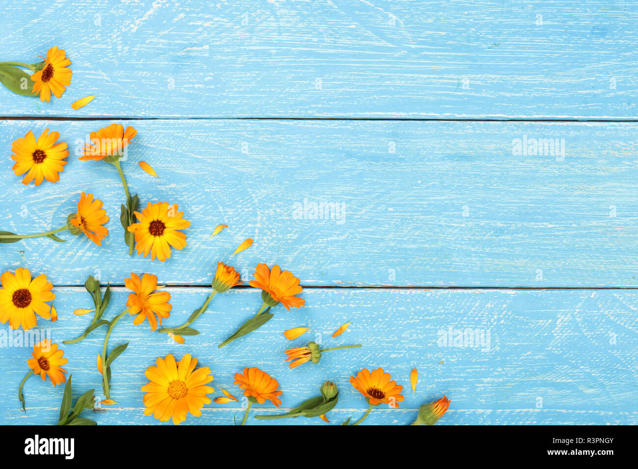 Calendula. Tagete blu su sfondo di legno con una copia dello spazio per il  tuo testo. Vista superiore Foto stock - Alamy