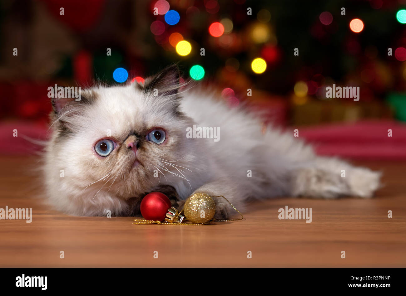 Divertente il persiano colorpoint gattino si trova nella parte anteriore di un albero di Natale con due ornamenti a sfera Foto Stock