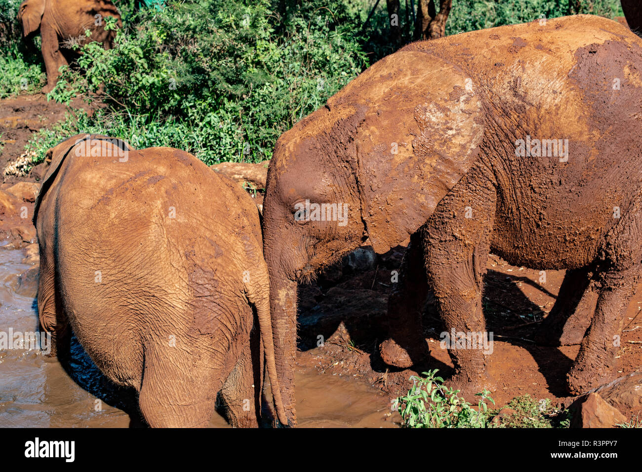 Il David Sheldrick Wildlife Trust dell' elefante africano orfanotrofio a Nairobi in Kenya Foto Stock