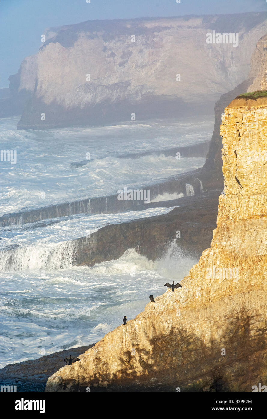 California, Santa Cruz County, costa dell'Oceano Pacifico, di uccelli di mare sulla scogliera, surf Foto Stock