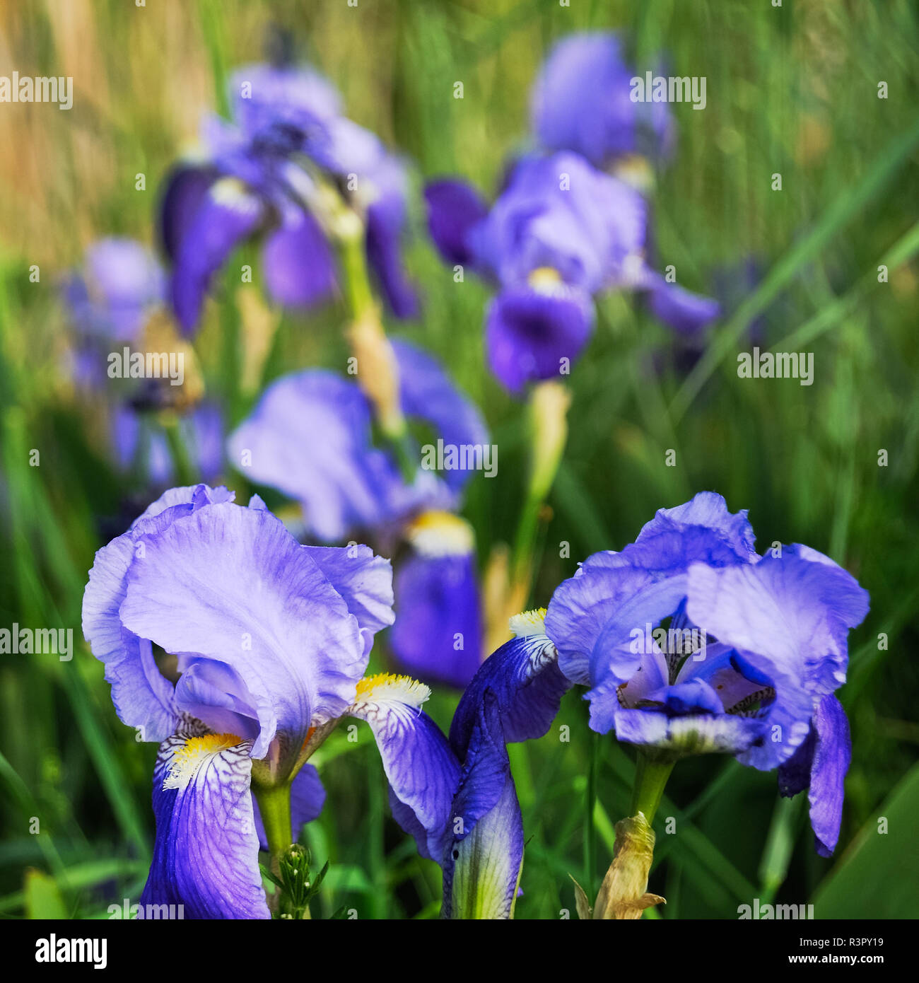 Iris a lamelle Foto Stock