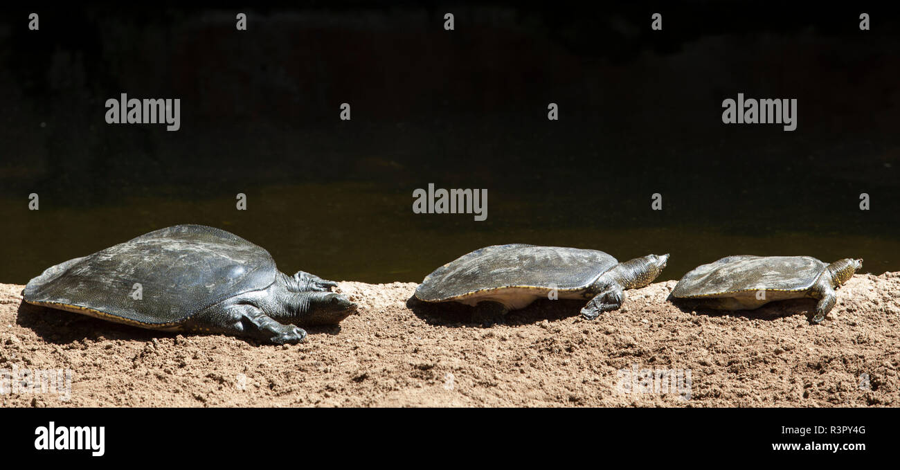 Tre africani tartarughe Softshell Foto Stock