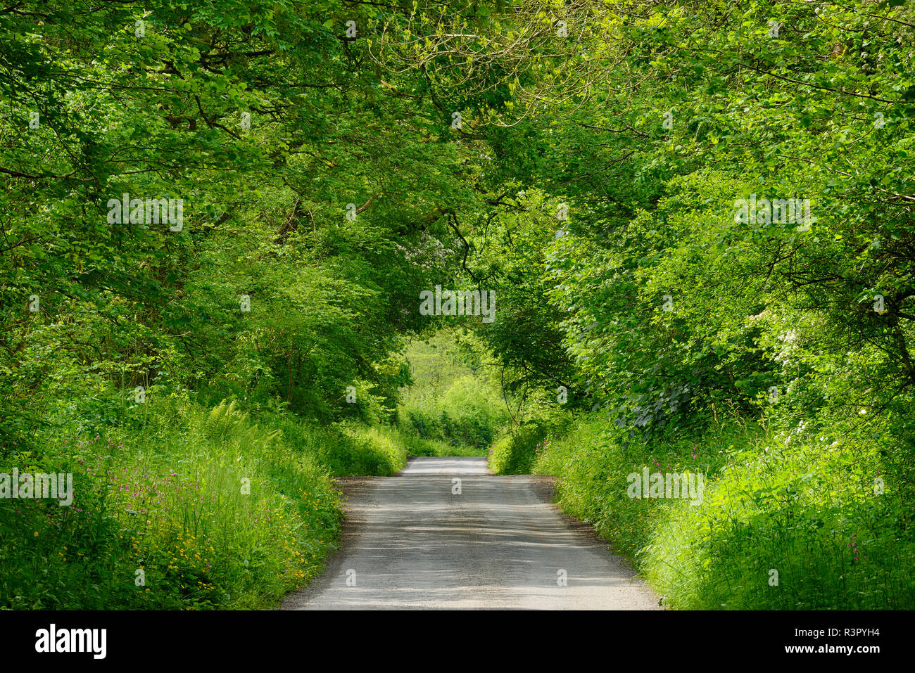 Regno Unito, Inghilterra, Cornwall, strada rurale attraverso il tunnel verde nella foresta Foto Stock