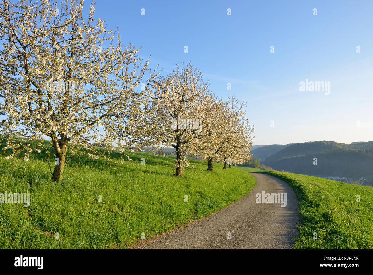La Svizzera, la fioritura dei ciliegi su un prato oltre alla strada di campagna Foto Stock