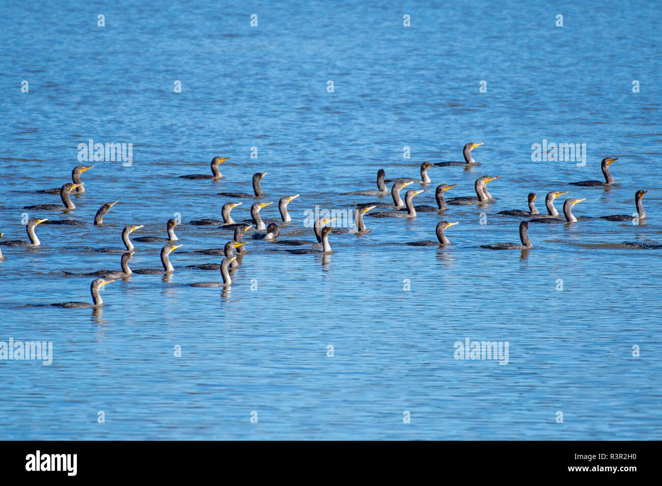 Cormorani nuotare in un gruppo, in Lago di Caroline, nella Red River National Wildlife Refuge, Bossier parrocchia, La., U.S.A. Foto Stock